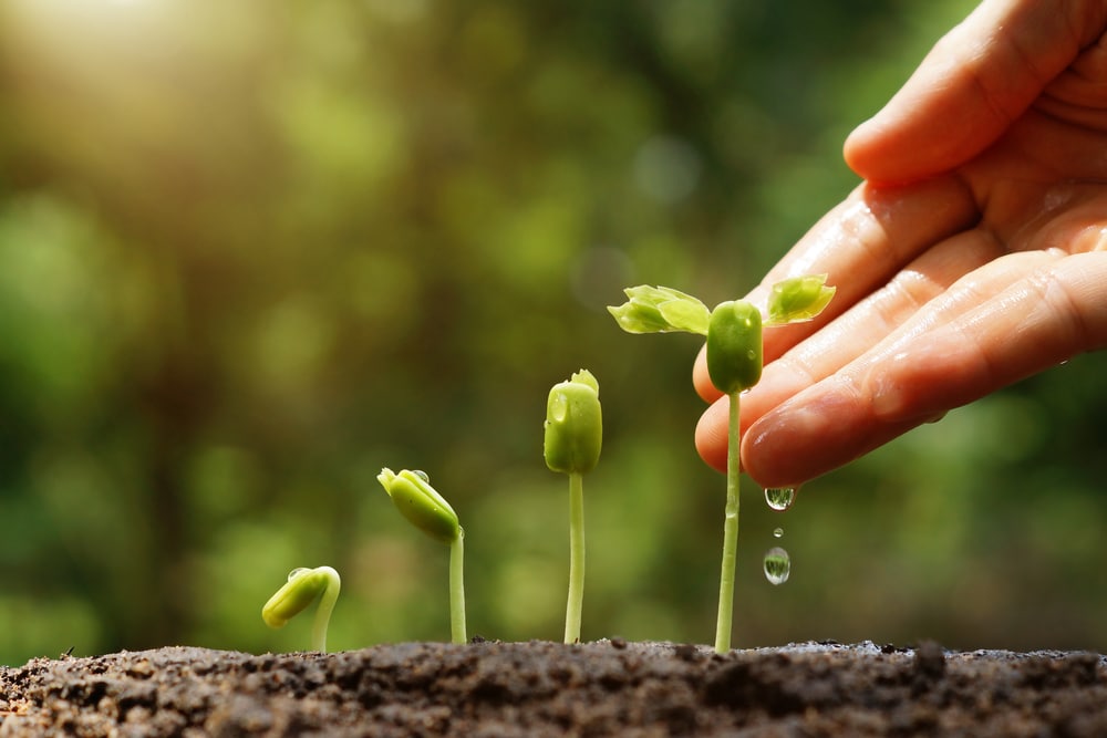 The Trees and You: Three relationship tips in honor of Tu B’Shvat