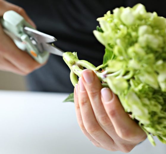 How to keep Hydrangeas Alive? This Quick Tip Will Help. We learn cool things by watching our friends