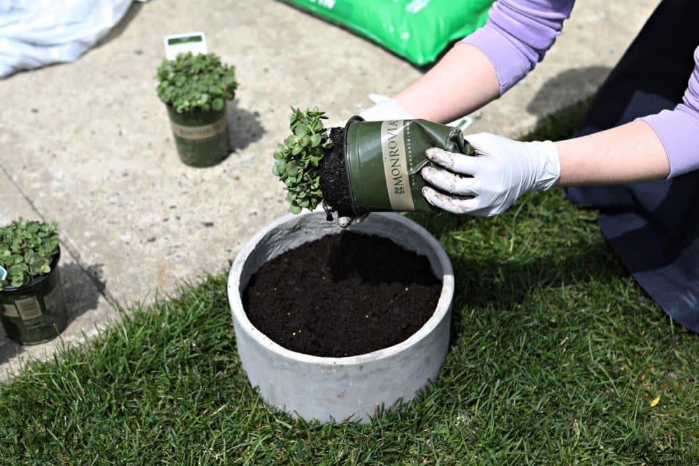 The Best Way to Upgrade the Look of Your Home? Add a Pop of Summer Color with a Planter of Flowers. Here’s How. You don't need to own a yard or a deck to plant your own flowers. All you need is some sunlight, a planter and soil.