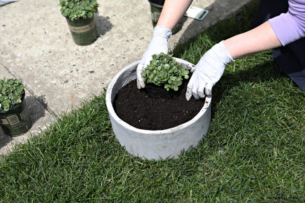 The Best Way to Upgrade the Look of Your Home? Add a Pop of Summer Color with a Planter of Flowers. Here’s How. You don't need to own a yard or a deck to plant your own flowers. All you need is some sunlight, a planter and soil.