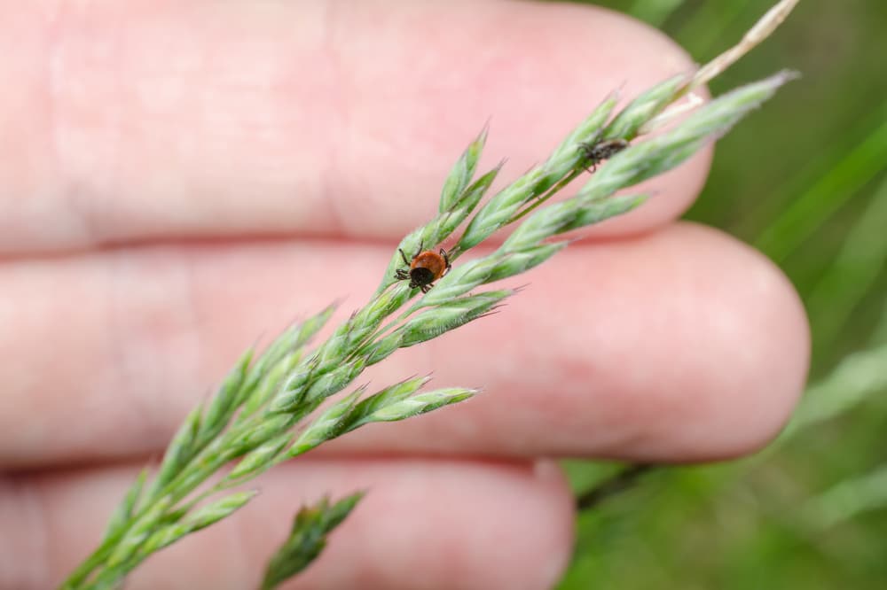 Ticks Are Really Brutal This Year. How to Avoid Them + What to Do If You Find One. Have you already pulled a tick off of one of your children this year? Do you want to never have to? A mild winter this past year enabled ticks to thrive more than ever.