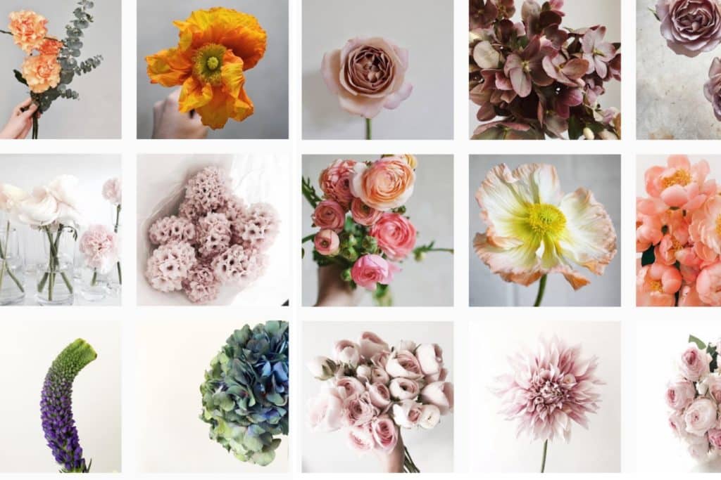 flowers
