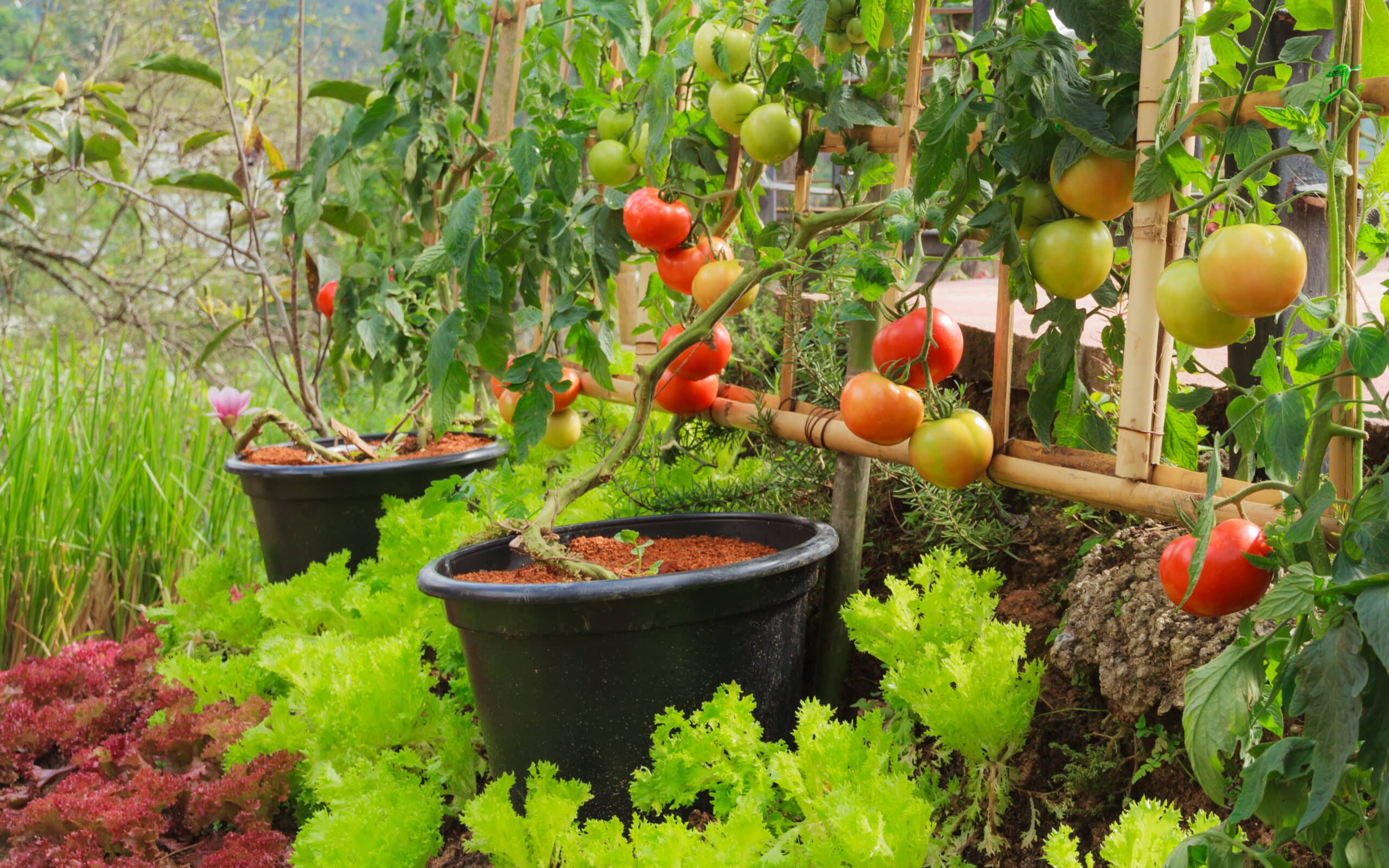 grow produce