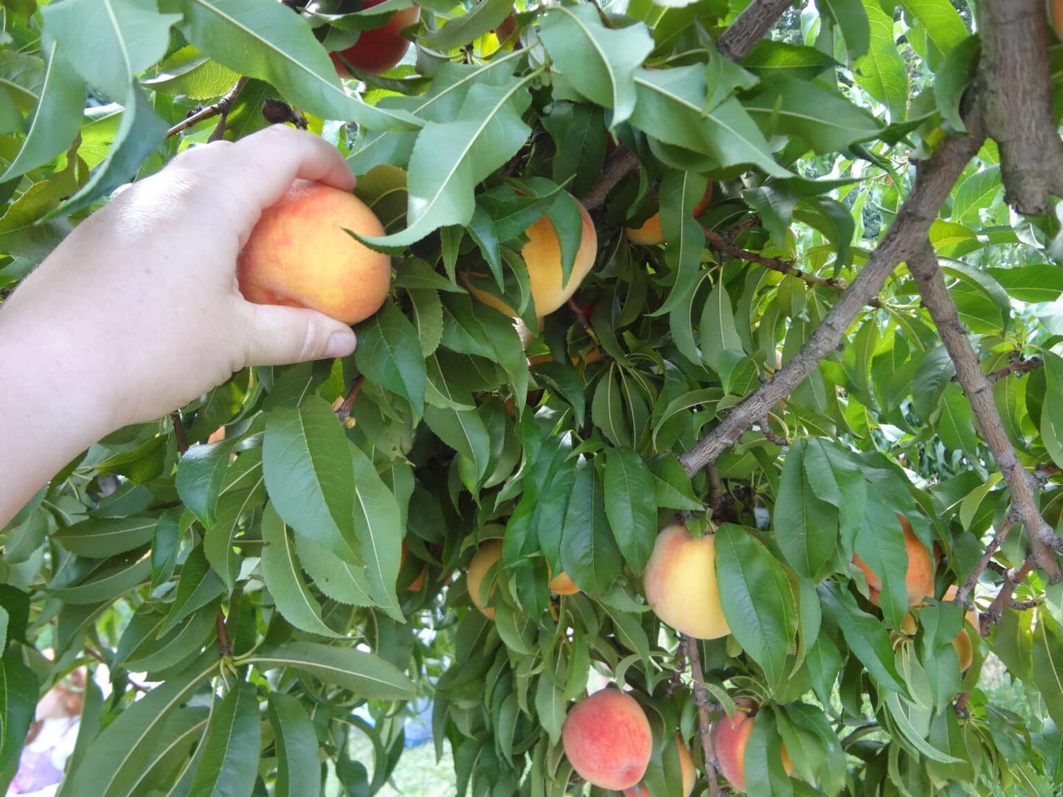 Where to Go & What to Do in Monsey, New York Between Carpools